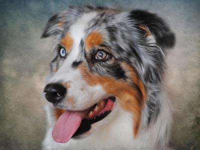 Australian Shepherd Paintings Wall Art Prints Art