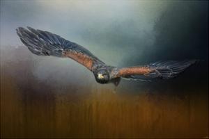 Flight of the Harris Hawk by Jai Johnson