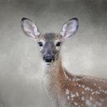 Little Miss Lashes White Tailed Fawn-Jai Johnson-Giclee Print