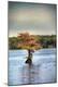 Photographic Print