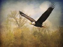 Harris Hawk in Autumn-Jai Johnson-Giclee Print