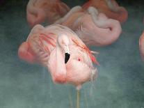Pink Flamingo 1-Jai Johnson-Giclee Print