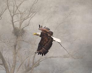 Beautiful Bald Eagles Other Eagles Artwork For Sale