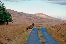 Deer Crossing Road on Jura-Jaime Pharr-Framed Photographic Print