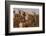 Jaisalmer Fort. Golden Sandstone Fort. Jaisalmer. Rajasthan. India-Tom Norring-Framed Photographic Print