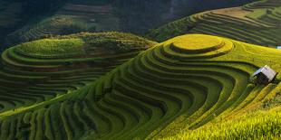 Gold Rice Terrace in Mu Cang Chai,Vietnam.-Jakkree Thampitakkull-Photographic Print