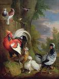 Exotic Birds in a Landscape (Oil on Canvas)-Jakob Bogdani Or Bogdany-Giclee Print