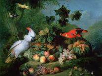 Exotic Birds in a Landscape (Oil on Canvas)-Jakob Bogdani Or Bogdany-Giclee Print