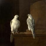 Two Iceland Falcons-Jakob Bogdani Or Bogdany-Giclee Print