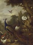 Peacock, Peahen, Parrots, Canary, and Other Birds in a Park, C.1708-10-Jakob Bogdani-Laminated Giclee Print