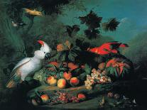 Exotic Birds and Domestic Fowl in a Picturesque Park, Early 18th Century-Jakob Bogdany-Premier Image Canvas