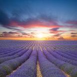 Beautiful Landscape of Blooming Lavender Field in Sunset. Provence, France, Europe-Jakub Gojda-Photographic Print