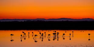 Beautiful Sunset Panorama with Flamingos Silhouettes, National Park Camargue, Provence, France-Jakub Gojda-Framed Photographic Print