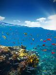 Underwater Coral Reef with Horizon and Water Waves-Jakub Gojda-Framed Photographic Print