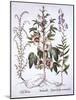 Jamaica Sorrel, Bellflower and Prickly Saltwort, from 'Hortus Eystettensis', by Basil Besler (1561--German School-Mounted Giclee Print