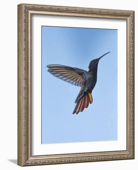 Jamaican Mango, in Flight, Rocklands, Montego Bay, Jamaica-Rolf Nussbaumer-Framed Photographic Print