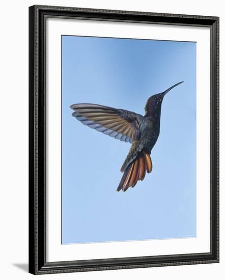 Jamaican Mango, in Flight, Rocklands, Montego Bay, Jamaica-Rolf Nussbaumer-Framed Photographic Print