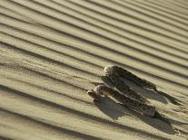 Sahara Horned Viper, Side Winding up Desert Sand Dune, Morocco-James Aldred-Photographic Print