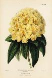 Golden Rhododendron, Rhodendron Aureum Magniflorum-James Andrews-Giclee Print
