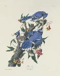 Columbia Jay-James Audubon-Stretched Canvas