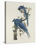 White Heron-James Audubon-Giclee Print