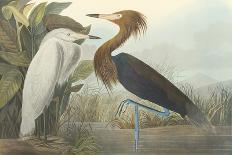 White Heron-James Audubon-Giclee Print