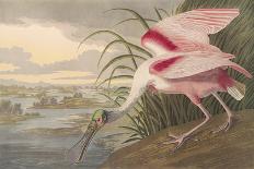 White Heron - Focus-James Audubon-Giclee Print