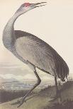 The Scarlet Ibis-James Audubon-Framed Giclee Print
