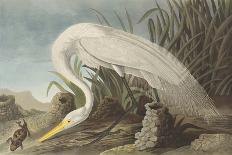 White Heron-James Audubon-Giclee Print