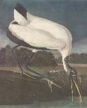 White Heron-James Audubon-Giclee Print