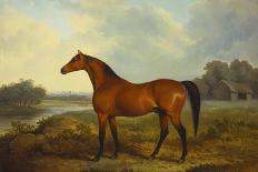 A Bay Stallion in a River Landscape-James Barenger-Framed Giclee Print