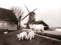 Goats, Laandam, Netherlands, 1898-James Batkin-Photographic Print