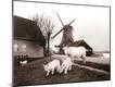 Photographic Print