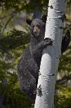 Black Bear (Ursus Americanus) Sow Climbing a Tree-James-Photographic Print