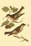 Antique Bird Pair II-James Bolton-Art Print