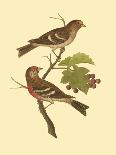 Antique Bird Pair I-James Bolton-Art Print