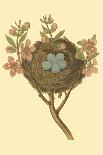 Antique Bird's Nest II-James Bolton-Art Print