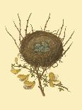 Antique Bird's Nest II-James Bolton-Framed Art Print