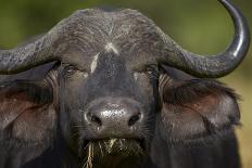 Cape Buffalo (African Buffalo) (Syncerus Caffer), Kruger National Park, South Africa, Africa-James-Photographic Print