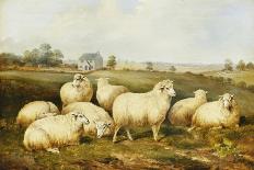 Sheep in a Meadow-James Charles Morris-Giclee Print