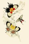 Insects: Blatta Gigantea, B. Petiveriana and Harpax Ocellaria-James Duncan-Framed Art Print