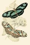European Butterflies and Moths-James Duncan-Framed Art Print