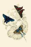 Insects: Sirex Gigas, Tremex Columba and Joppa Picta-James Duncan-Art Print