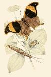 Insects: Blatta Gigantea, B. Petiveriana and Harpax Ocellaria-James Duncan-Framed Art Print