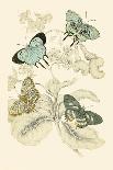 European Butterflies and Moths-James Duncan-Stretched Canvas