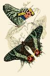 Insects: Fulgora Candelaria and F. Maculata-James Duncan-Framed Art Print