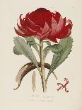 A Specimen of the Botany of New Holland-James Edward Smith-Laminated Giclee Print