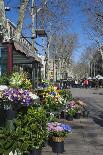 Flower Stall on Las Ramblas, Barcelona, Catalunya, Spain, Europe-James Emmerson-Photographic Print