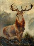 Stag At Bay-James Ford-Mounted Giclee Print