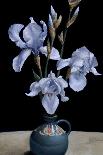 Irises, 2010-James Gillick-Giclee Print